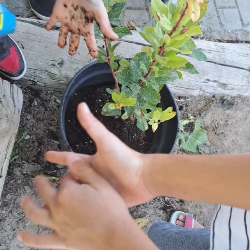 Plantamos (Arbutus Unedo)
